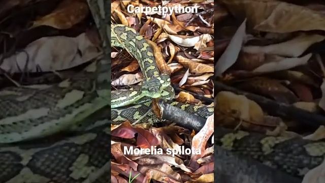 Carpet Python in the wilderness #reptiles #snake #snakes #python #carpetpython
