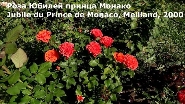 САМЫЕ ЛУЧШИЕ РОЗЫ за сезон - лето 2021 года. На это стоит взглянуть! смотреть онлайн