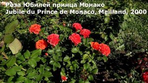 САМЫЕ ЛУЧШИЕ РОЗЫ за сезон - лето 2021 года. На это стоит взглянуть!