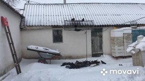 Николаевские голуби Липецкой области города Усмань Чернышова Михаила. 2.