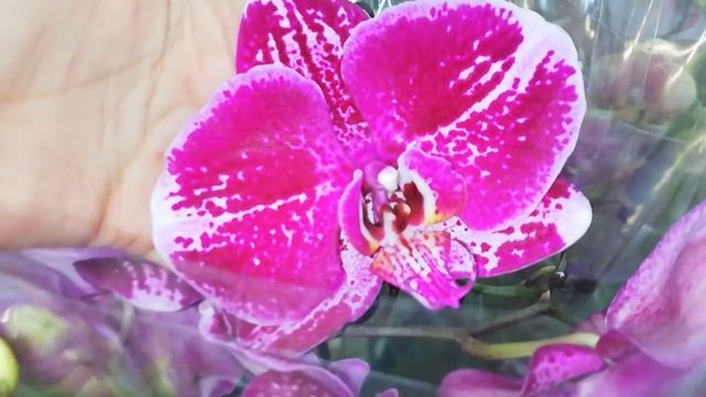 #JMP #ФудСити #Орхидеи
Обалденный завоз Орхидей, много Биг Липов, много сортовых Орхидей смотреть онлайн