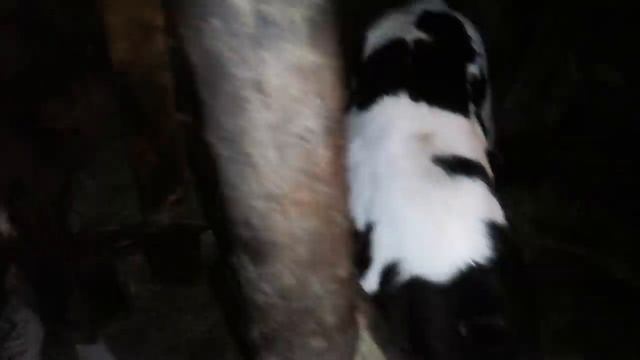 МНОГО МАЛЕНЬКИХ ТЕЛЯТ,СНОВА ПРИБАВЛЕНИЕ! смотреть онлайн