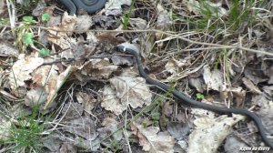 Змеиная любовь. Уж