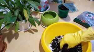 ? ФИКУС ТИНЕКЕ// ? Новый горшок для фикуса Тинеке//? Пересаживаем фикус Тинеке//