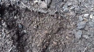 Азы о навозе -перегное для начинающих огородников!