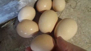 Какие яйца несут 5 мес куры Мастер Грей