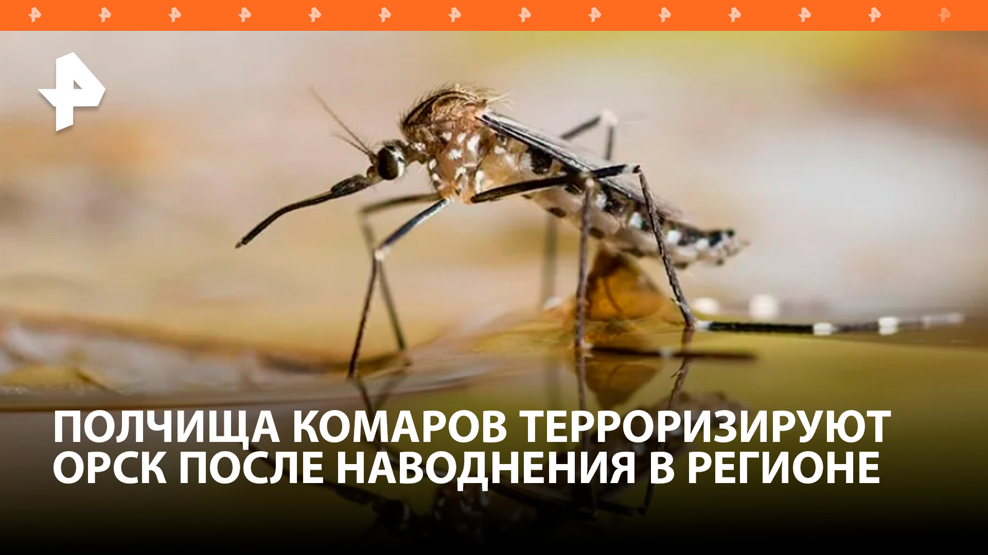 Полчища комаров заполонили Оренбуржье после паводка / РЕН Новости