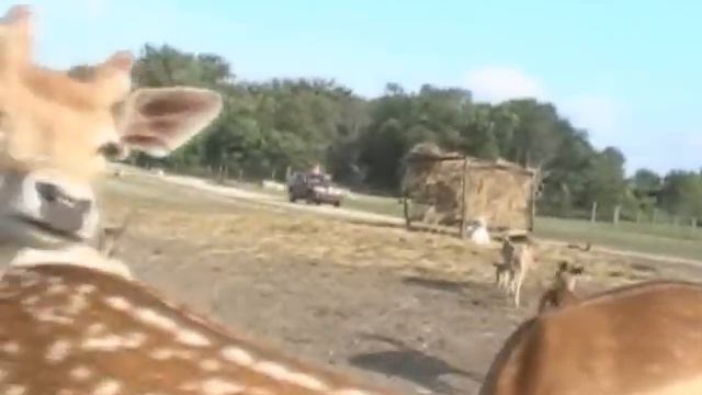 Guy discovers bestiality in a zoo!   7-2-09