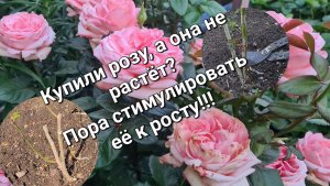 Посадили розу, а она отказывается расти? Тогда берите в руки секатор и режьте их не жалея!