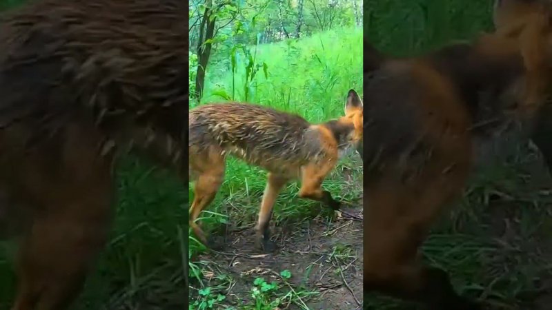 Кормлю Диких Лисят.Полный фильм на канале Ушёл по Делам.