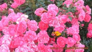 Роза почвопокровная Пинк Файр (rose pink fairy) ? обзор: как сажать, саженцы розы Пинк Файр