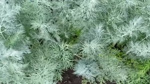 Представляю один из лучших сортов кустового укропа.Листья быстро отрастают после срезки.13.07.2022