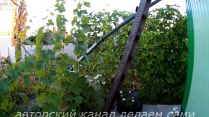 Внекорневая подкормка винограда.Чем подкормить виноград летом.Удобрение и подкормка винограда