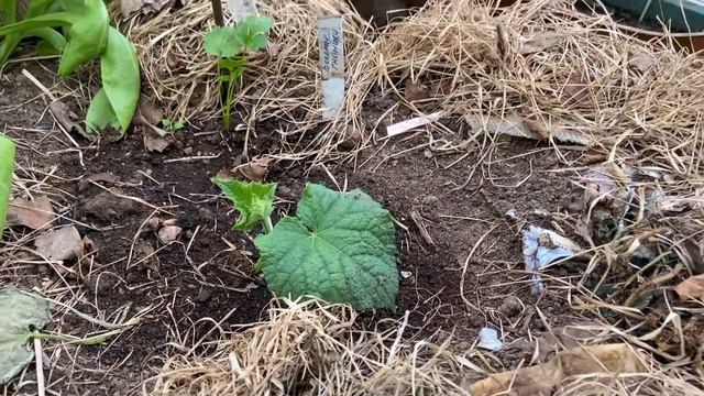 Пасынкование огурцов. Как я пасынкую огурцы.
