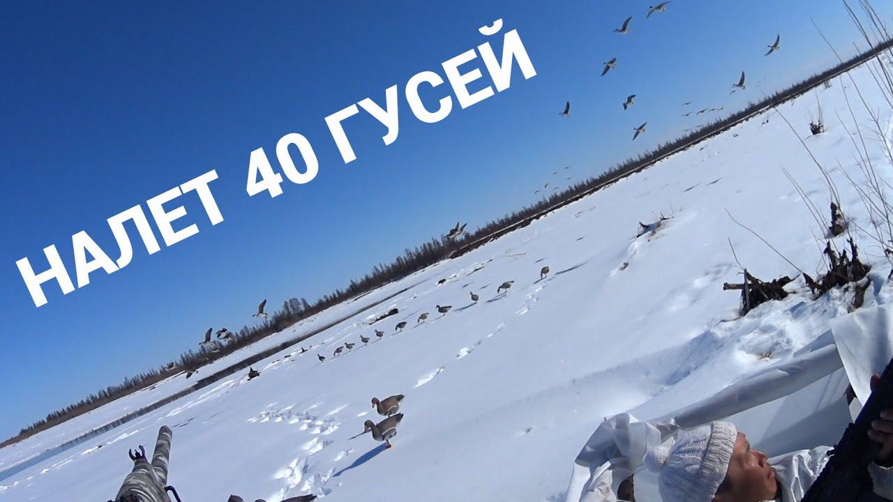 ЧАСТЬ 1. СУПЕР ОХОТА НА ГУСЯ В ЯКУТИИ. Goose hunting in Yakutia. Part 1. смотреть онлайн
