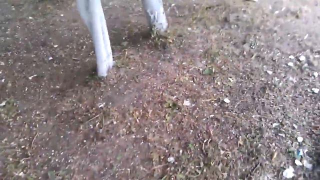 Лысая желтая земля севера Москвы после покосов смотреть онлайн