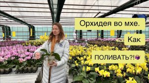 Мох в качестве грунта. Как не допустить перелива?