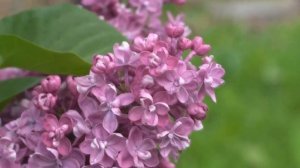 Когда цветёт сирень