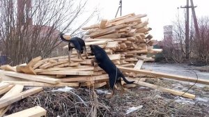 Лорд и Граф 5