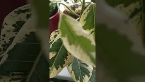 Фикус Рубигиноза