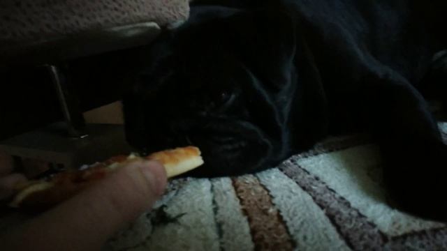 Мопс ест даже во сне смотреть онлайн