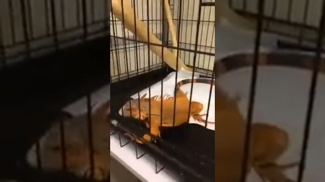 Игуан Дома ... Нет в ЗооГостинице! смотреть онлайн