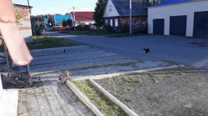 Сорока возмущается на котов)