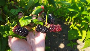 Бесшипная ранняя ежевика Натчез, первые впечатления от сорта