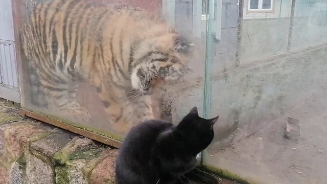 Маленький ТИГР играет с КОТОМ!!! смотреть онлайн