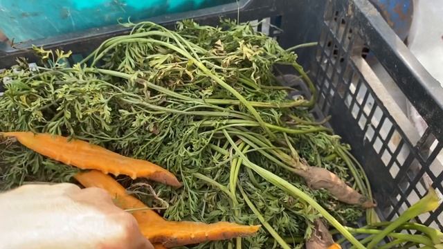 Тёмный мясной перепел//Самодельный корм для перепелов//Морковь в рационе кур и перепелов