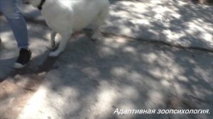 Как избавить собаку от страхов.