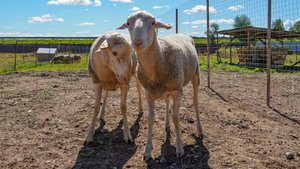 Овцы Лакон: первые 10 дней карантина пройдены