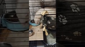 Хорёк или норка? ААА! Хонорик!