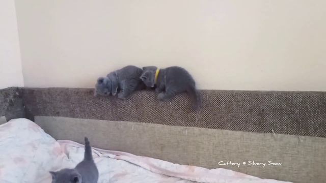 Маленькие британские котята. Возраст 1 месяц. Бесконечные веселые игры.