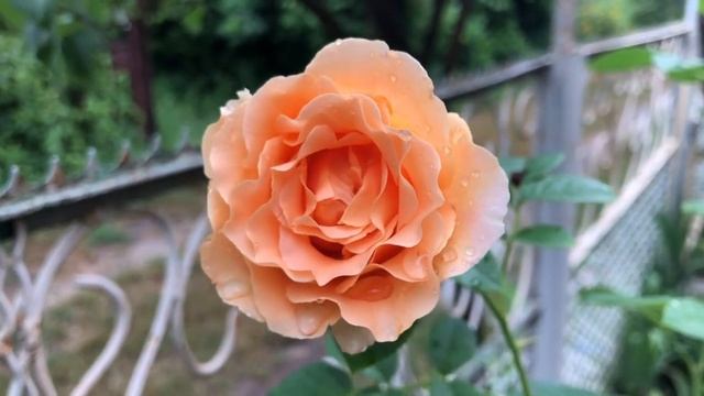 Мои прекрасные гортензии , розы и лилии смотреть онлайн