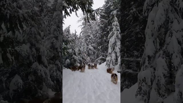 Dogs and winter Beautiful video
