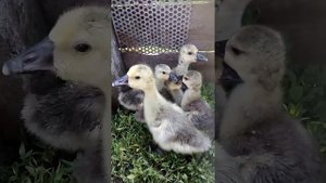 Гусята Китайской породы.