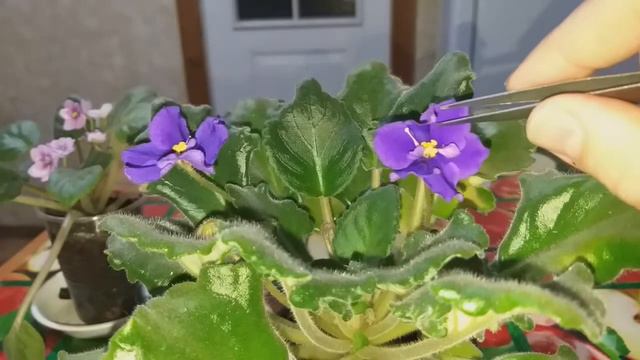 ОПЫЛЕНИЕ ФИАЛОК ЭТО УВЛЕКАТЕЛЬНО смотреть онлайн