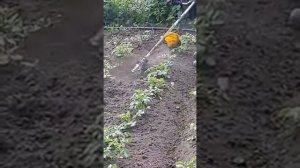 супер насадка на бензо косу. окучиваем картошку.
