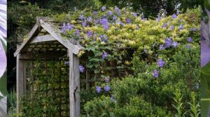 Клематисы в саду