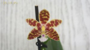 ЗНАКОМЬТЕСЬ:цветёт НОВИНКА "Мамбо"!ОРХИДЕЯ phalaenopsis 'Mambo' x sib.