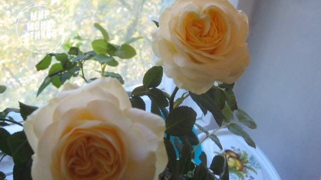 Срезанная роза смотреть онлайн