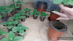 СЕЯНЦЫ ГЛОКСИНИИ ,ПЕРЕСАДКА В ГОРШОЧКИ
