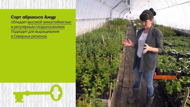 Саженцы плодовых растений.  Как правильно выбирать