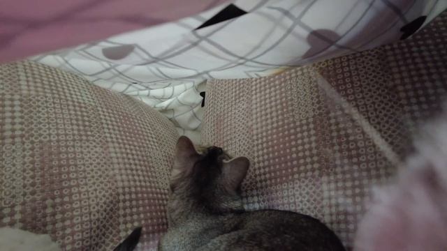 ЗРЯ МЫ ПОЗВОНИЛИ ХАГИ ВАГИ ИЗ ПОДУШЕЧНОГО ДОМА! смотреть онлайн