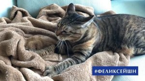 #феликсейшн