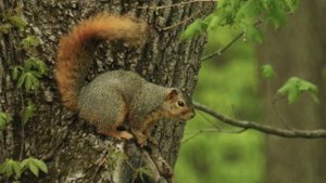 Живые звуки белки. Белка ест орехи.