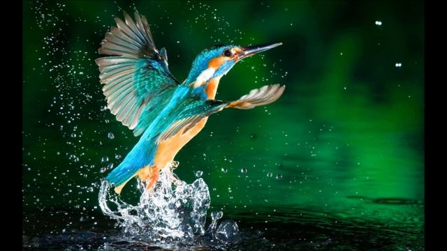 Аудиобиблия. Псалом 49 смотреть онлайн