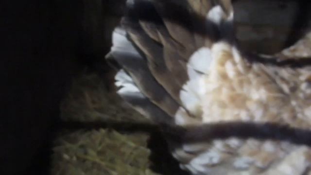 Птичий двор. Мартовский обзор. смотреть онлайн