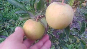 Яблоня сорт зимний Корей